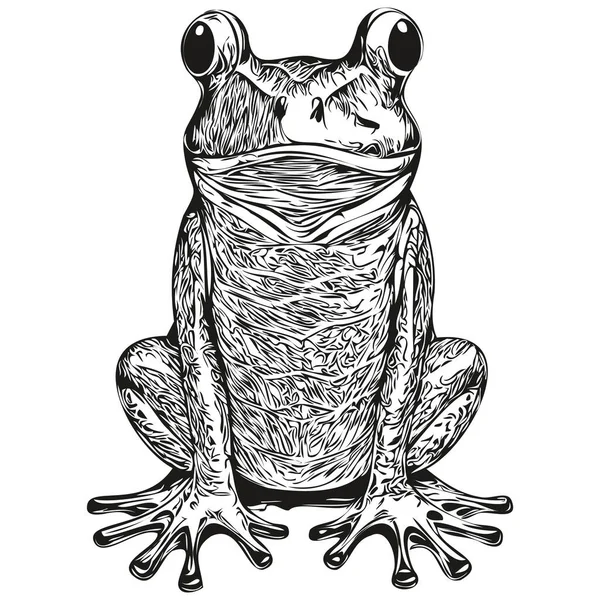 Βάτραχος Σκιτσός Γραφικό Πορτρέτο Ενός Βατράχου Λευκό Φόντο Toa — Διανυσματικό Αρχείο