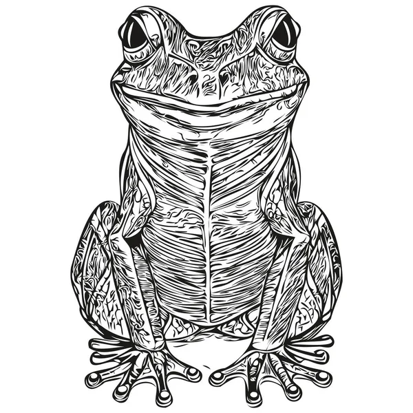 Frog Vector Illustration Line Art Drawing Black White Toa — Stock Vector