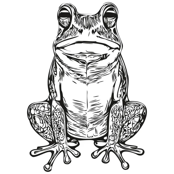 Hand Drawn Cartoon Frog Vector Vintage Illustration Toa — Stock Vector