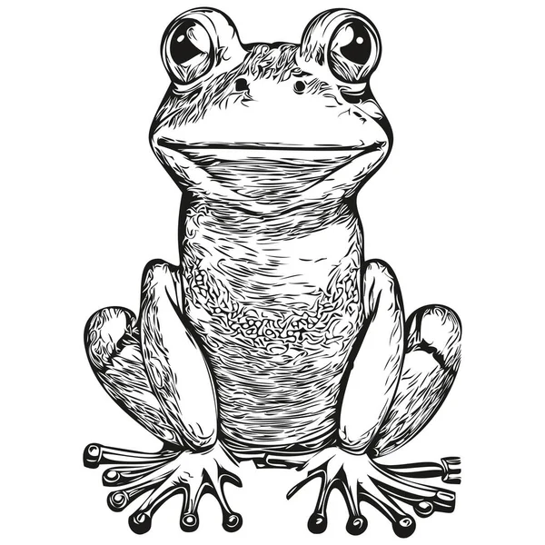 Αστείο Βάτραχος Κινουμένων Σχεδίων Γραμμή Τέχνης Εικονογράφηση Σκίτσο Μελάνι Toa — Διανυσματικό Αρχείο
