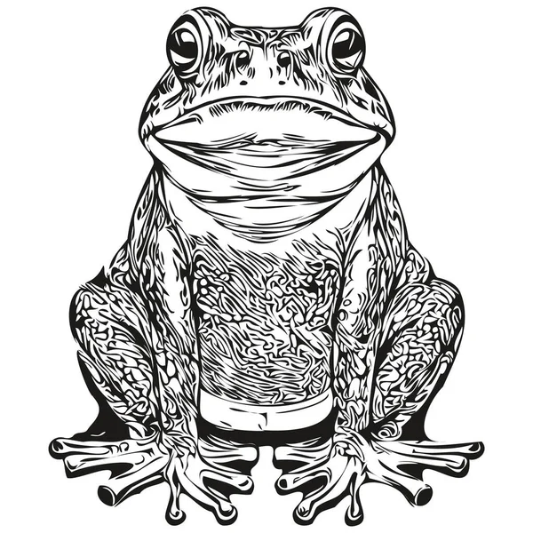 Realistic Frog Vector Hand Drawn Animal Illustration Toa — Stock Vector