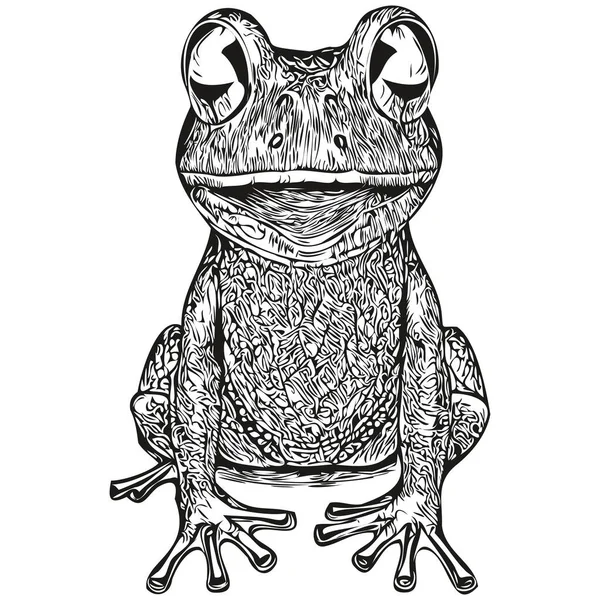 Realistische Frosch Vektor Handgezeichnete Tier Illustration Einem — Stockvektor