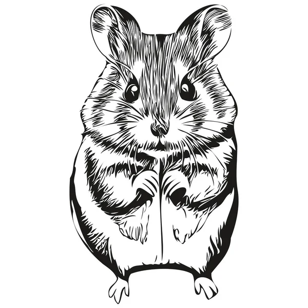 Portrait Hamster Mignon Sur Fond Blanc Hamster — Image vectorielle