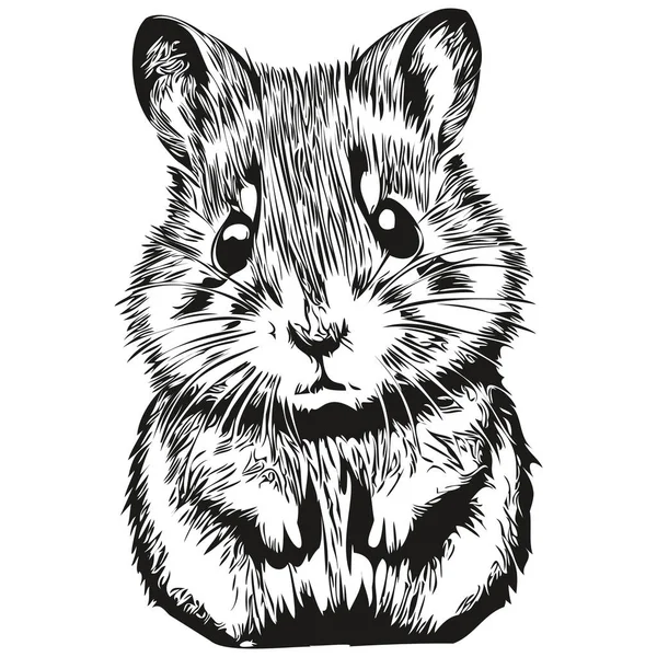 Portrait Hamster Mignon Sur Fond Blanc Hamster — Image vectorielle