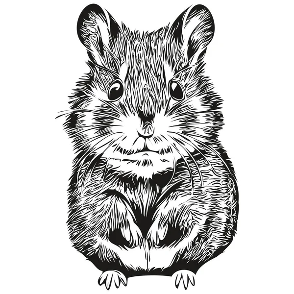 Gerçekçi Hamster Vektörü Çizimi Hayvan Resimli Hamster — Stok Vektör