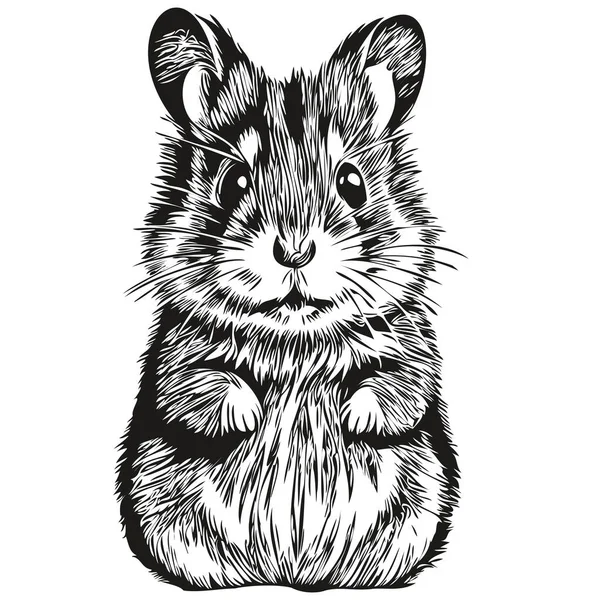 Klasik Çizimi Hamster Çizimi Ile Oyulmuş Hamster Çizimi — Stok Vektör