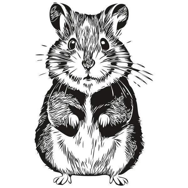 Croquis Hamster Contour Avec Fond Transparent Dessin Main Hamster Illustration — Image vectorielle