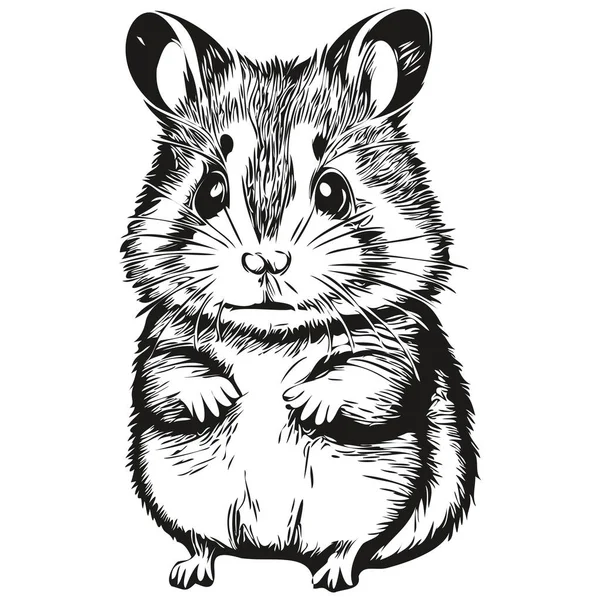 Hamster Skiss Grafiskt Porträtt Hamster Vit Bakgrund Hamster — Stock vektor