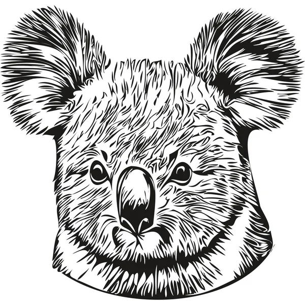 Koala Σκίτσο Γραφικό Πορτρέτο Ενός Koala Λευκό Φόντο Koala Bea — Διανυσματικό Αρχείο