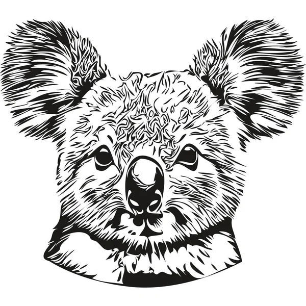 Koala Vektor Illustration Linie Kunst Zeichnung Schwarz Und Weiß Koala — Stockvektor