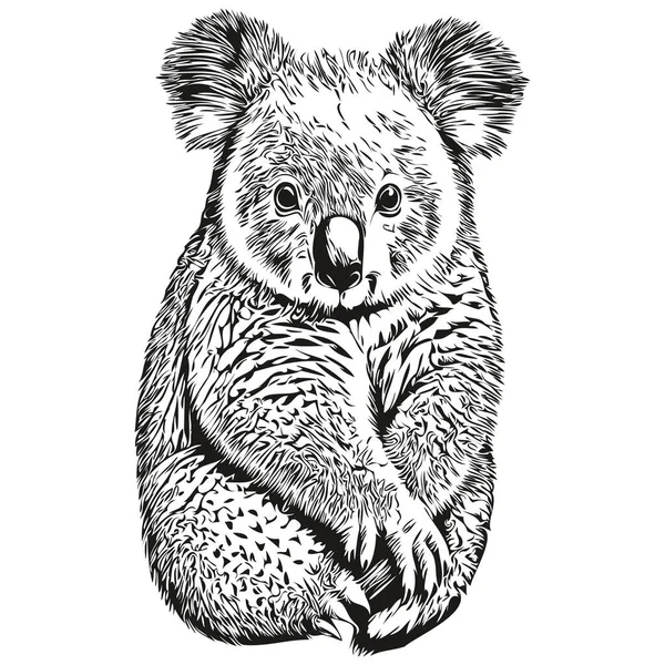 Koala Vecteur Illustration Ligne Art Dessin Noir Blanc Koala Bea — Image vectorielle