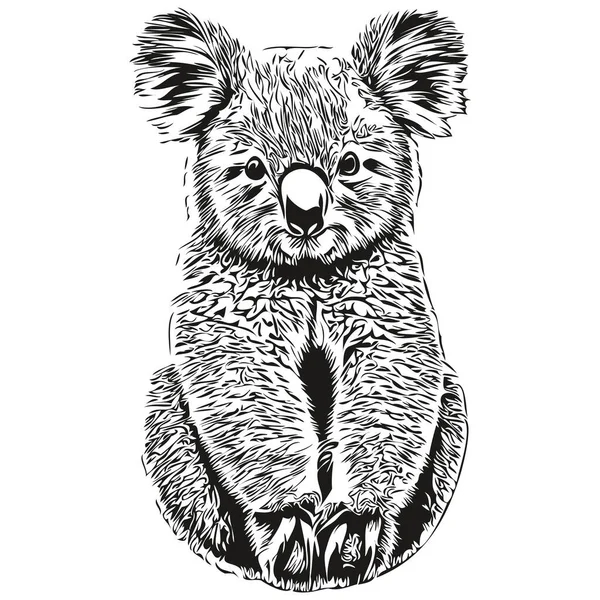Koala Vektör Çizim Çizgisi Siyah Beyaz Koala Bea Çiziyor — Stok Vektör