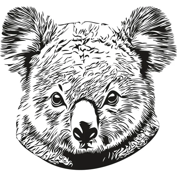 Leuke Hand Getekend Koala Vector Illustratie Zwart Wit Koala Bea — Stockvector