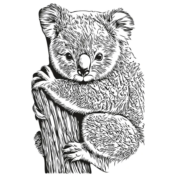 Χαριτωμένο Koala Λευκό Φόντο Χέρι Κλήρωση Εικόνα Koala Bea — Διανυσματικό Αρχείο