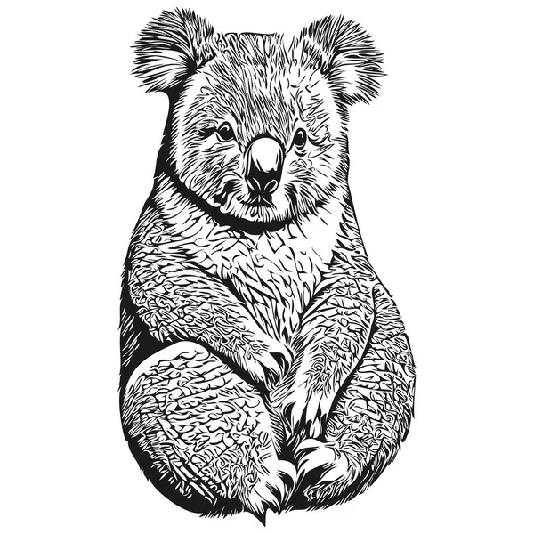 Gravieren Sie Koala Illustration Vintage Handzeichnung Stil Koala Bea — Stockvektor