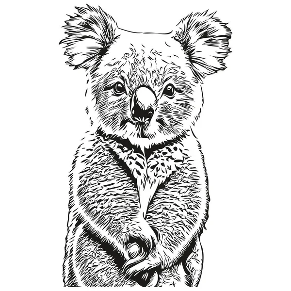 Ręcznie Rysowane Kreskówki Koala Wektor Vintage Ilustracja Koala Bea — Wektor stockowy