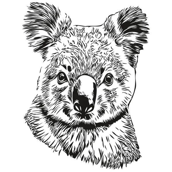 Handgezeichneter Koala Auf Weißem Hintergrund Koala Bea — Stockvektor