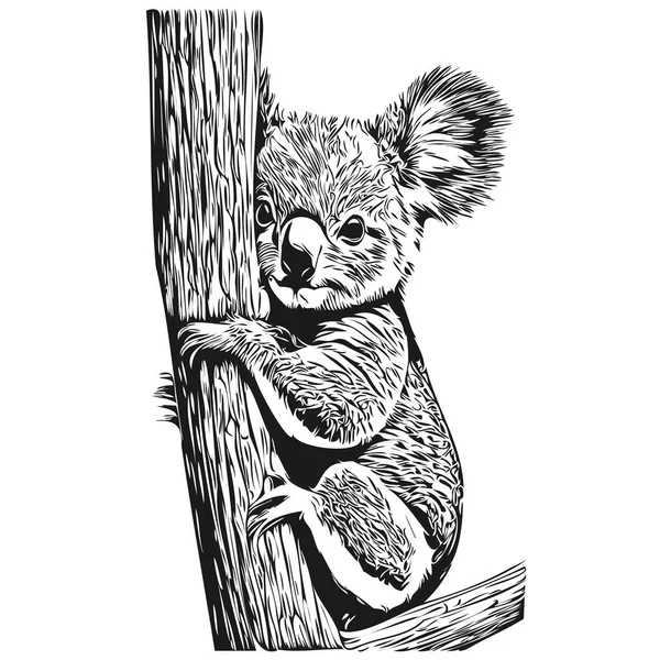 Χέρι Ζωγραφισμένο Koala Λευκό Φόντο Koala Bea — Διανυσματικό Αρχείο