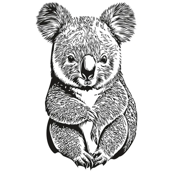 Koala vintage illüstrasyon, siyah beyaz vektör art koala bea