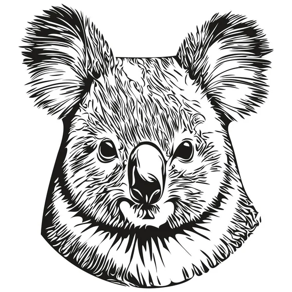 Koala Σκίτσα Περίγραμμα Διαφανές Φόντο Ζωγραφισμένα Στο Χέρι Απεικόνιση Koala — Διανυσματικό Αρχείο