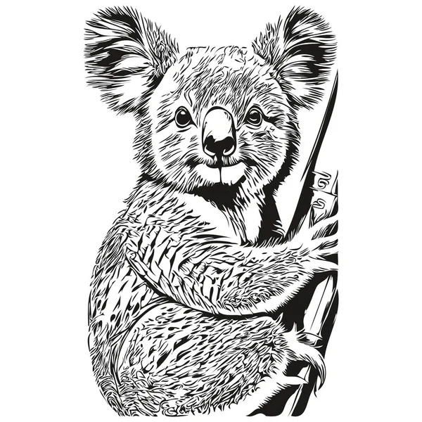 Koala Σκίτσο Χέρι Σχέδιο Της Άγριας Ζωής Vintage Στυλ Χαρακτικής — Διανυσματικό Αρχείο