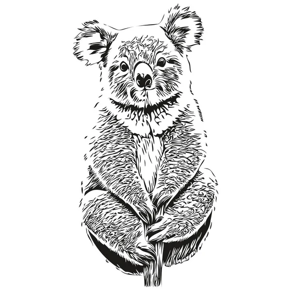 Koala Schetsen Schets Met Transparante Achtergrond Met Hand Getekend Illustratie — Stockvector