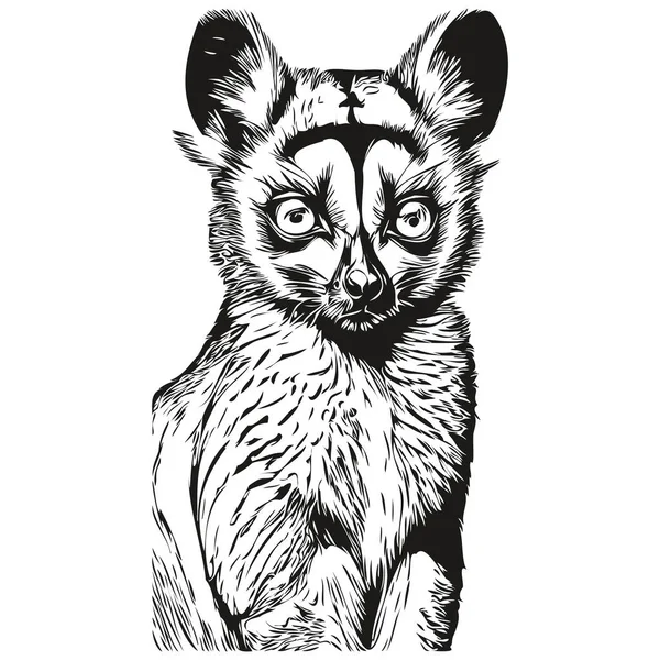 Lemur Náčrty Obrys Průhledným Pozadím Ručně Kreslené Ilustrace Lemur — Stockový vektor