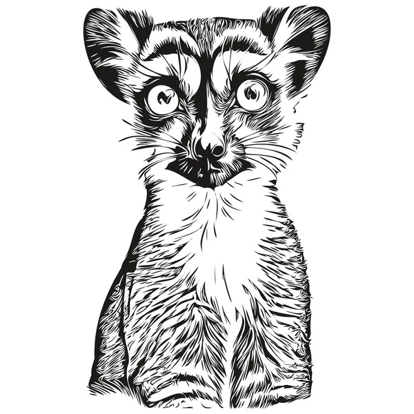 Stock vector Lemur sketchy, graphic portrait of a Lemur on a white background, Lemur