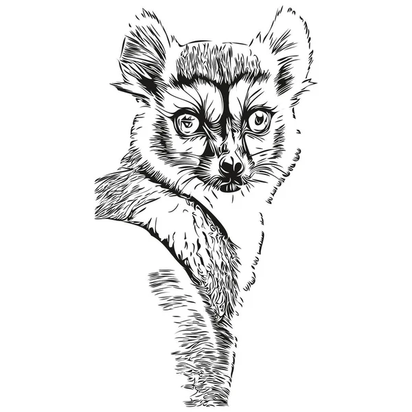Vintage Engrave Απομονωμένη Απεικόνιση Lemur Κομμένα Μελάνι Σκίτσο Lemur — Διανυσματικό Αρχείο