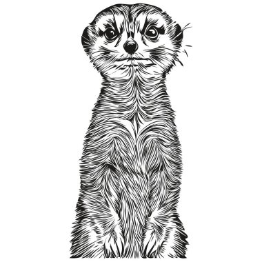 Komik çizgi film Meerkat, çizgi resim çizimi mürekkep taslağı Meerkat