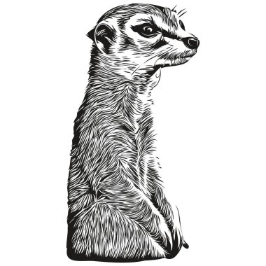 El çizimi karikatür Meerkat, vektör vintage illüstrasyon Meerkat