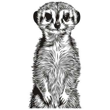 Beyaz arkaplana el çizilmiş mirket, Meerkat