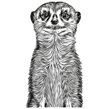 Meerkat vektör çizim çizgisi siyah-beyaz mirket çiziyor