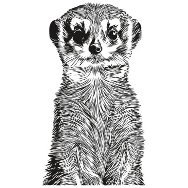 Meerkat vektör çizim çizgisi siyah-beyaz mirket çiziyor