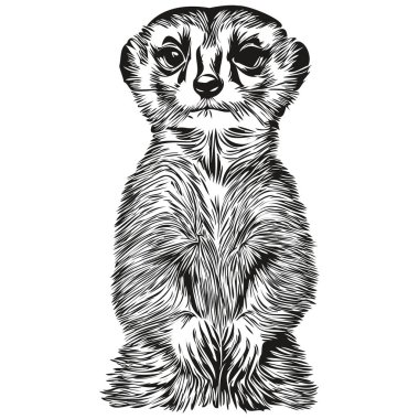 Meerkat vektör çizim çizgisi siyah ve beyaz mirketler çiziyor