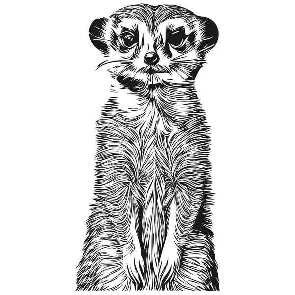 Zwart Wit Lineaire Verftekening Meerkat Vector Illustratie Meerkat — Stockvector