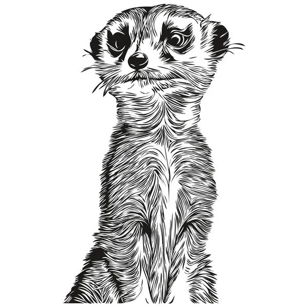 Pintura Linear Preta Branca Desenhar Meerkat Ilustração Vetorial Meerkat — Vetor de Stock