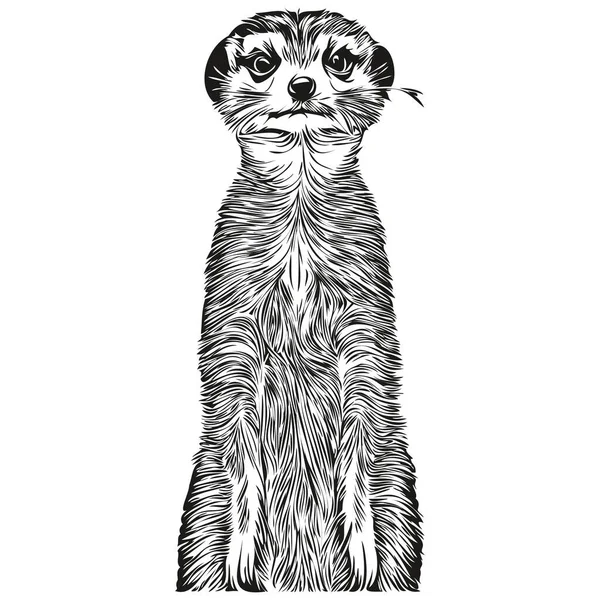 Mão Bonito Desenhado Meerkat Ilustração Vetorial Preto Branco Meerkat — Vetor de Stock