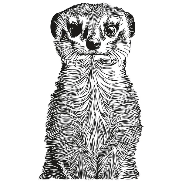 Schattig Met Hand Getekend Meerkat Vector Illustratie Zwart Wit Meerkat — Stockvector