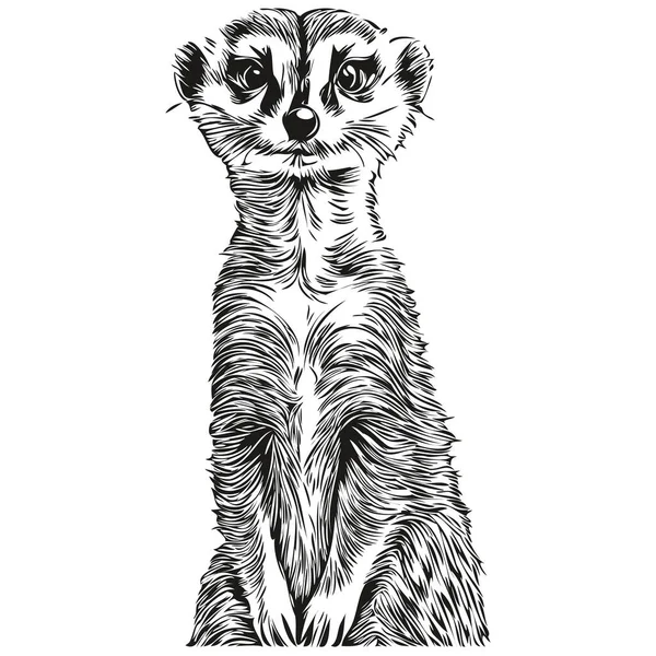 Mão Bonito Desenhado Meerkat Ilustração Vetorial Preto Branco Meerkat — Vetor de Stock