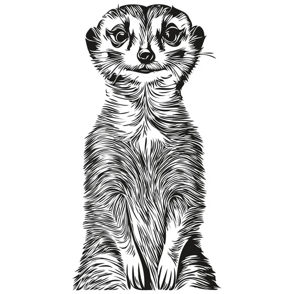 Lindo Cartel Infantil Dibujado Mano Para Niños Con Meerkat Animal — Vector de stock