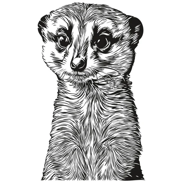Милый Сурикат Белом Фоне Рисунок Вручную Meerkat — стоковый вектор