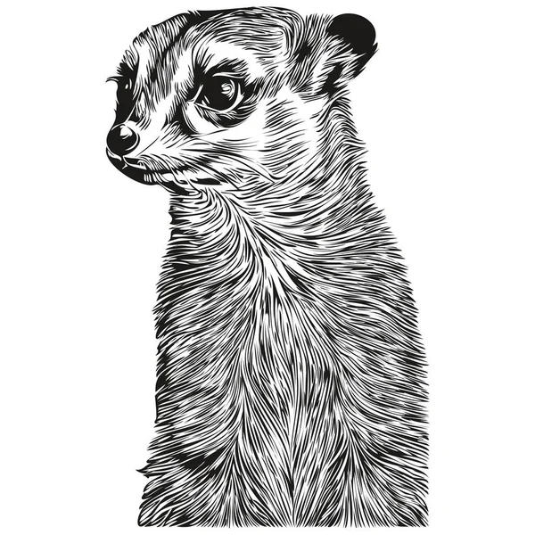 Cute Meerkat White Background Hand Draw Illustration Meerkat — Stock Vector