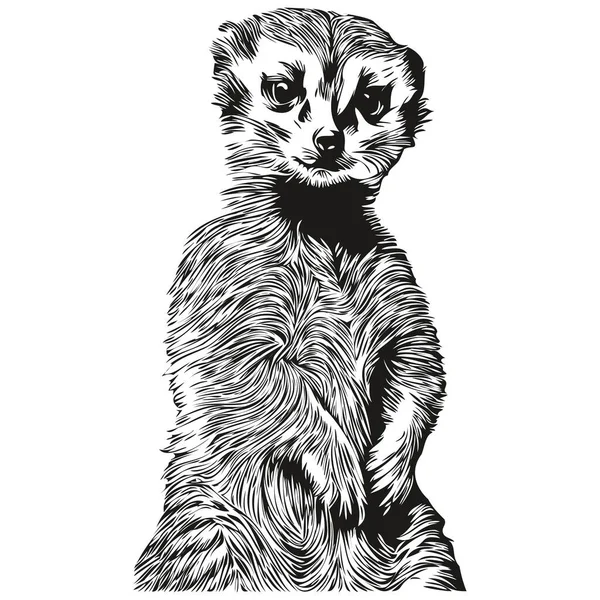Meerkat Bonito Fundo Branco Desenho Mão Ilustração Meerkat — Vetor de Stock