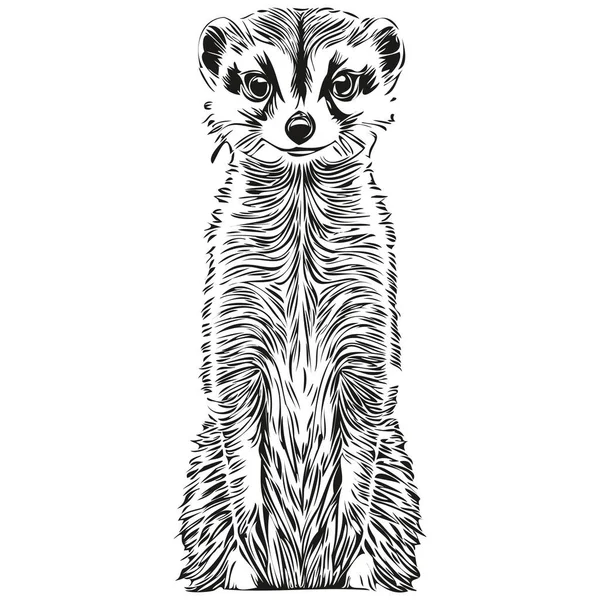 Grave Ilustração Meerkat Estilo Desenho Mão Vintage Meerkat —  Vetores de Stock