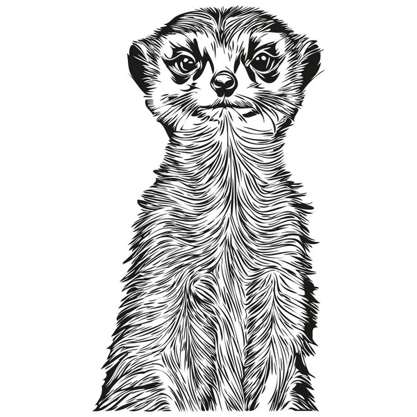 Graveren Meerkat Illustratie Vintage Handtekenstijl Meerkat — Stockvector