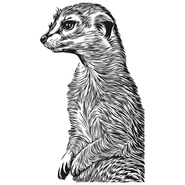 Desenhos Animados Engraçados Meerkat Linha Arte Ilustração Tinta Esboço Meerkat — Vetor de Stock