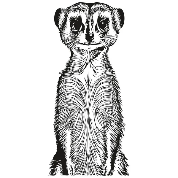Desenhos Animados Engraçados Meerkat Linha Arte Ilustração Tinta Esboço Meerkat — Vetor de Stock