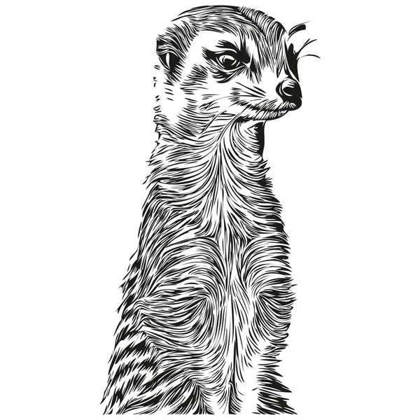 Meerkat Desenhado Mão Sobre Fundo Branco Meerkat — Vetor de Stock
