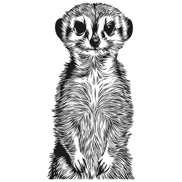 Meerkat Desenhado Mão Sobre Fundo Branco Meerkat — Vetor de Stock
